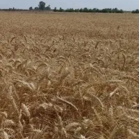 فروش گندم پیشگام بذر مادری|خدمات باغبانی و درختکاری|گلبهار, نوبهار|دیوار