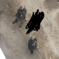 دو عدد جوجه لاری یه مرغ یه خروس