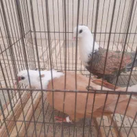 کله سفید ساده طوقی هفترنگ پرنده