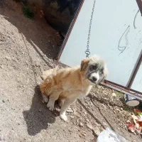 توله سگ قدرجونی