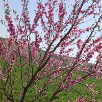 فروش تمامی نهال های میوه و نهالکاری و کار های باغی