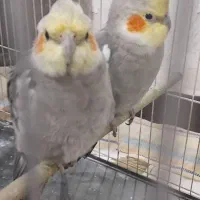 عروس هلندی نر