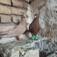 جفت نرماده کرمانی