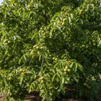 نهال گردوی لوکس راهی سریع به درآمد پایدار|گل و گیاه طبیعی|آبیک, |دیوار