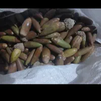 بلوط