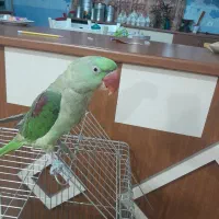 شاه طوطی نر۷ماهه