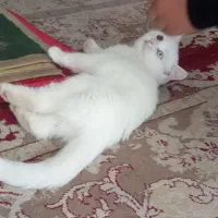 گربه لوس ماده اسکاتیش چشم دو رنگ|گربه|طرقبه, |دیوار