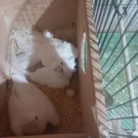 یک جفت عروس هلندی البینو