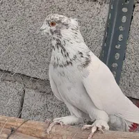 کبوتر آنتیک