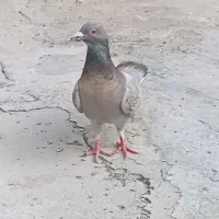 ماده طاووسی