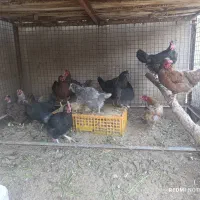 مرغ تخم گذار