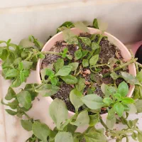 گل پتوس و ناز یخی و کاکتوس|گل و گیاه طبیعی|مشهد, شهرک ابوذر|دیوار