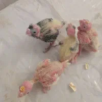 جوجه عروس سرلاکی و عروس ماده زیر قیمت