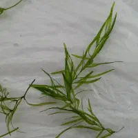 گیاه شیویدی