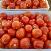 گوجه ربی ارسال رایگان بدون لکی