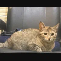 واگذاری گربه