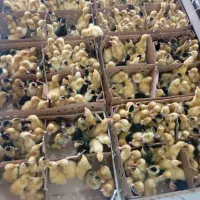 پخش جوجه یک روزه عمده+مشاوره رایگان پروش|حیوانات مزرعه|قم, علی آباد سعدگان|دیوار