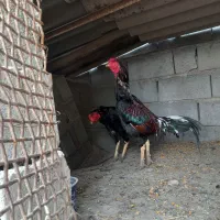 خروس و ماده مرغ|حیوانات مزرعه|میناب, |دیوار