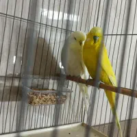 مرغ عشق نر انگلیسی هلندی