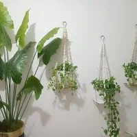 اویزگلدان|گل و گیاه طبیعی|رشت, انصاری|دیوار