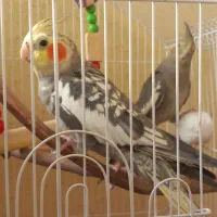 جفت عروس هلندی بسیار شیطون