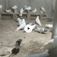 تعدادی کبوتر پرشی و مرغ محلی تخم گذار|پرنده|الیگودرز, |دیوار