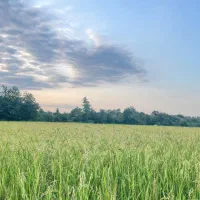 مزرعه ۲/۵۶۴متر مناسب سرمایه‌گذاری در تالش‌دیگه‌سرا|فروش دفتر صنعتی، کشاورزی، تجاری|اسالم, |دیوار