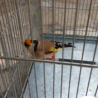 سهره نر...ماده