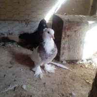 طوقی ماده