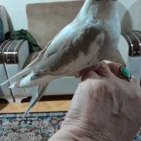 جوجه عروس سرلاکی