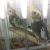 2 عدد جوجه عروس هلندی ماده
