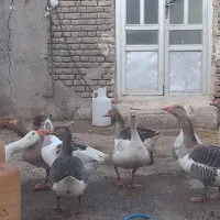 فروش  غاز طبیعی  با قیمت مناسب|حیوانات مزرعه|اردبیل, |دیوار