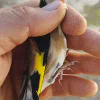 سهره نر جوجه سال پایزه ده روز قفس منطقه بستان آباد