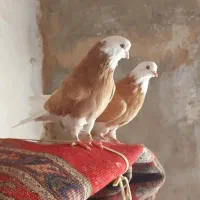 جفت نر وماده .عتیقه .کشیده