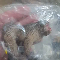 فروش فیگور حیوانات|کلکسیون و سرگرمی|اصفهان, دانشگاه اصفهان|دیوار