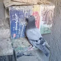 سه تا جوجه آلمانی|پرنده|زابل, |دیوار