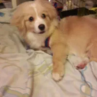 سگ نرباهوش اشپیتز|سگ|پرند, فاز ۵|دیوار