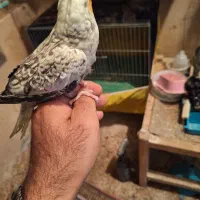 عروس هلندی ماده|پرنده|جونقان, |دیوار