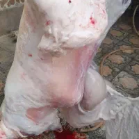 فروش گوشت گوسفندی قبراق