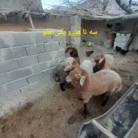 بره های ژن دار(همو وهترو)|حیوانات مزرعه|بجنورد, |دیوار