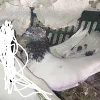 انواع کبوتر فروشی|پرنده|بستان آباد, |دیوار