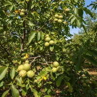 نماینده رسمی فروش نهال شوید|خدمات باغبانی و درختکاری|ساوه, |دیوار