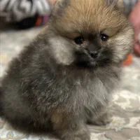 پامرخرسی اصل وسایل کامل