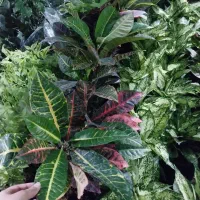 گل شفلر ۱۰۰|گل و گیاه طبیعی|سبزوار, باهنر|دیوار