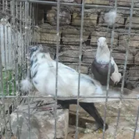 نرماده دم سیاه