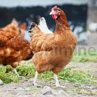 فروش مرغ تخم گذار