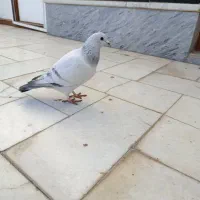 مجسمه کبوتر شامی