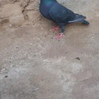 لوستر کفتری