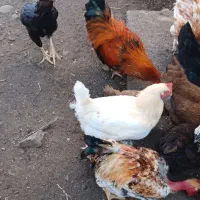 مرغ خروس فروشی|حیوانات مزرعه|اسالم, |دیوار