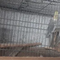 پرنده جفت عروس هلندی نر ماده